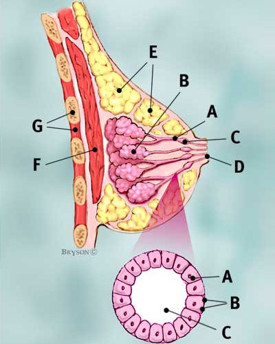 Chemotherapy For Breast Cancer